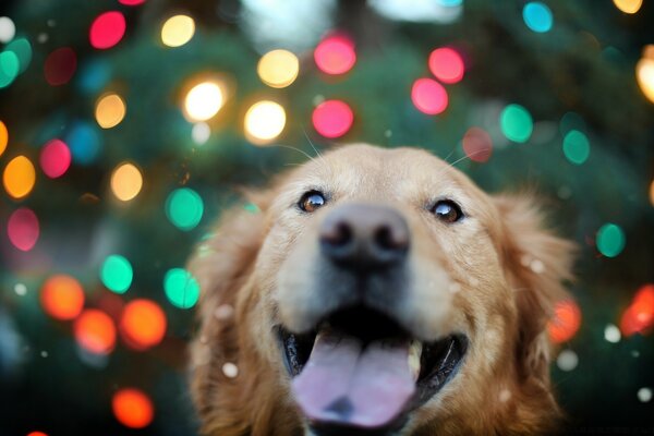 Soba enjoys winter and Christmas