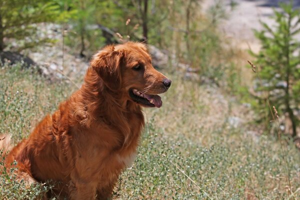 Naturaleza, hierba y perro