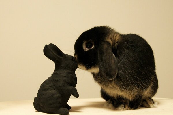 A little rabbit sniffs a toy