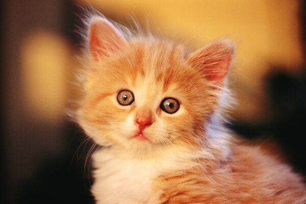 Petit chaton aux yeux rouges