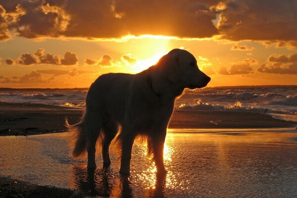 Silhouette of a dog on the beach against the background of a golden sunset