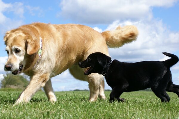 Kızıl saçlı ve siyah köpekler yeşil çayırda yürüyorlar