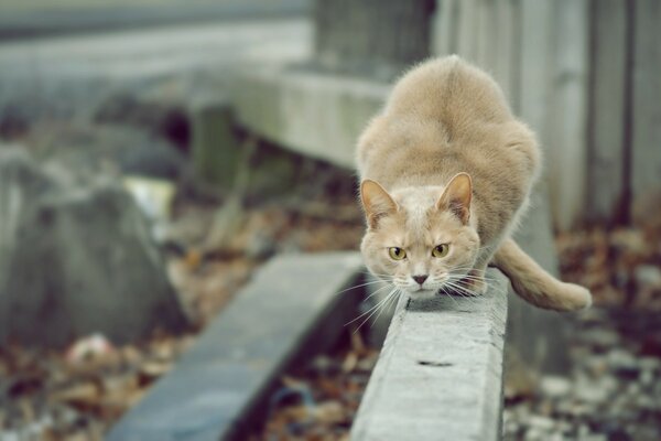 Chat gris avec des yeux verts chasse