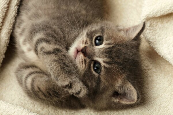 Cute kitten just woke up