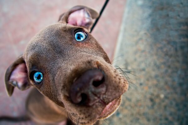 Retrato de un perro con ojos azules sorprendidos