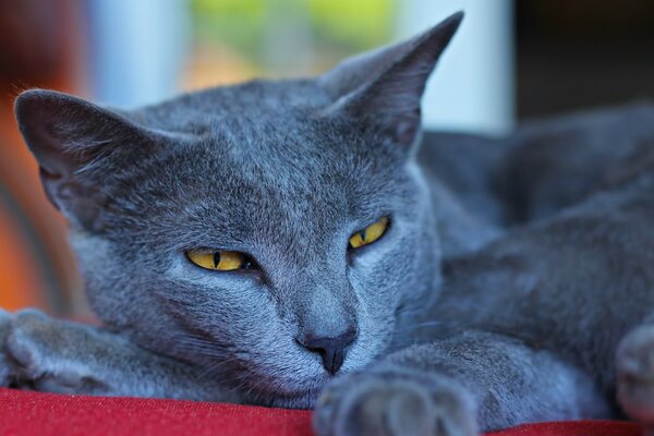 Eine blaue Katze mit einem weisen Blick auf gelbe Augen