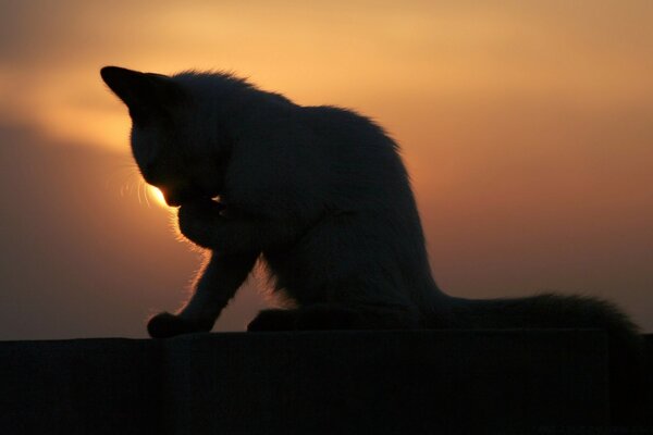 Silhouette of a cat at evening sunset