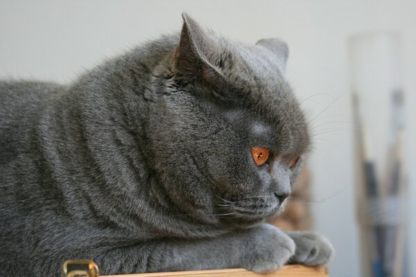 El gato gris observa a la presa