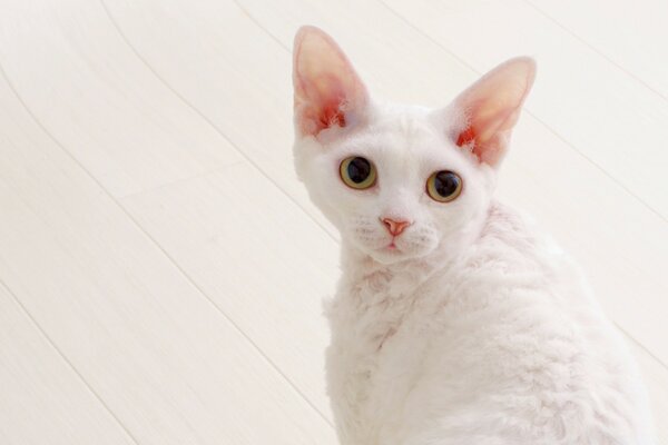 Lindo gato blanco mirando a la cámara