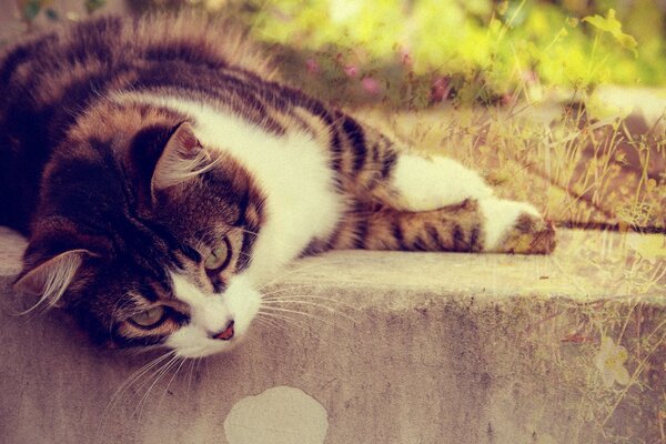 Eine Katze mit einem schönen kurzen Fell ruht draußen