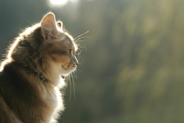 Cute cat looks into the distance