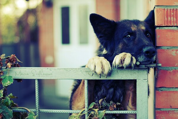 A sad dog stands at the gate of the fence