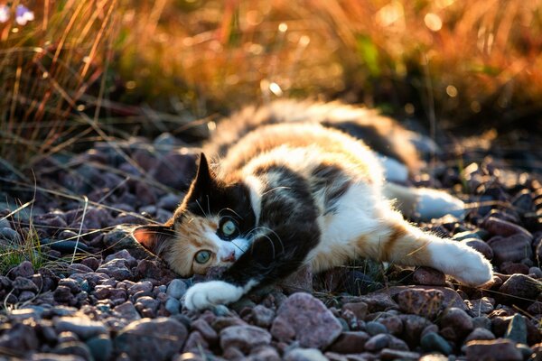 Die bunte Katze lag auf den Steinen