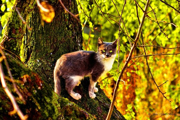 Gato de olhos verdes em um galho de árvore