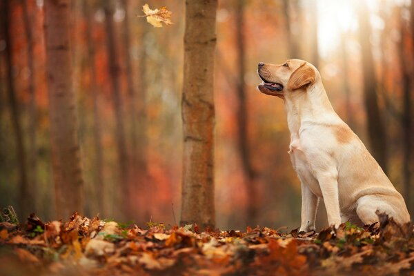 A beautiful dog is sitting in the autumn forest