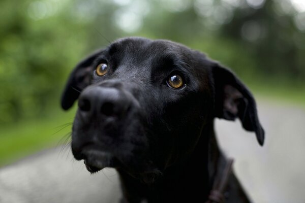 Perro negro con hermosos ojos