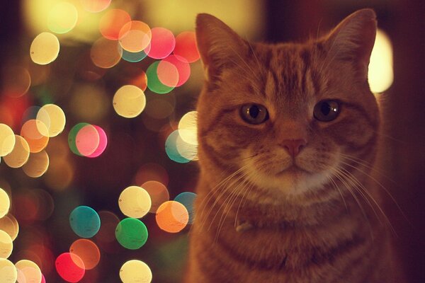 A red-haired cat is looking at you