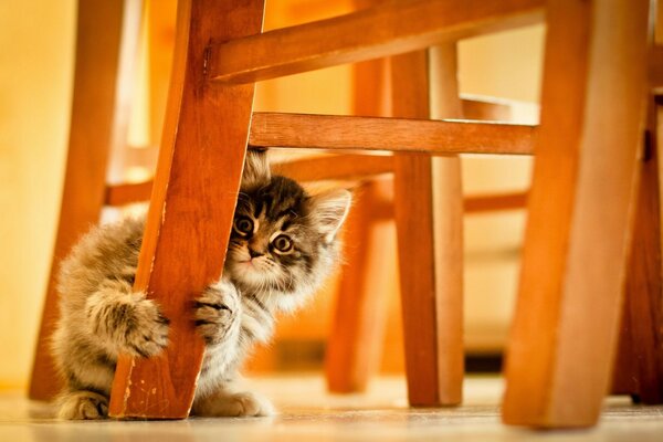 Gatinho sentado debaixo de uma cadeira