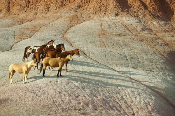 Chevaux sauvages sur une colline dans le désert