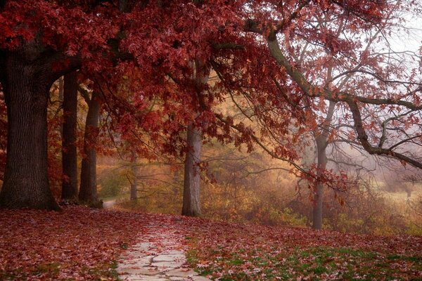 Parque do outono. Folhas vermelhas