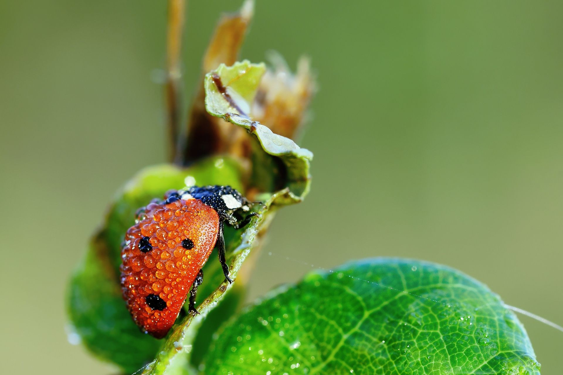 insectes nature insecte feuille biologie peu flore coléoptère à l extérieur coccinelle été jardin faune gros plan