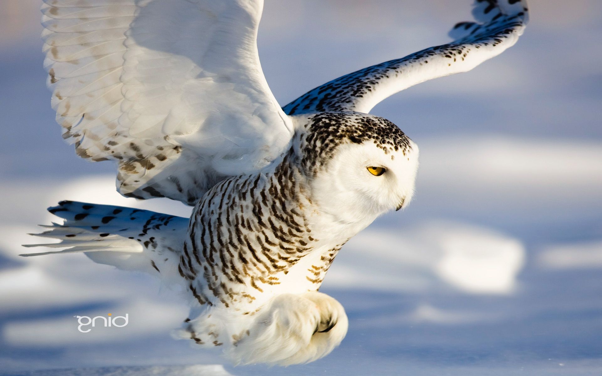 animales aves naturaleza vida silvestre animal al aire libre pico vuelo