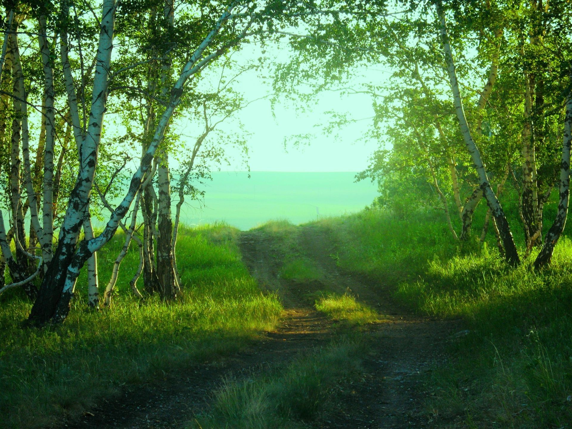 bosque madera paisaje naturaleza árbol amanecer exuberante buen tiempo hierba medio ambiente hoja sol parque escénico campo al aire libre niebla niebla luz del día paisaje