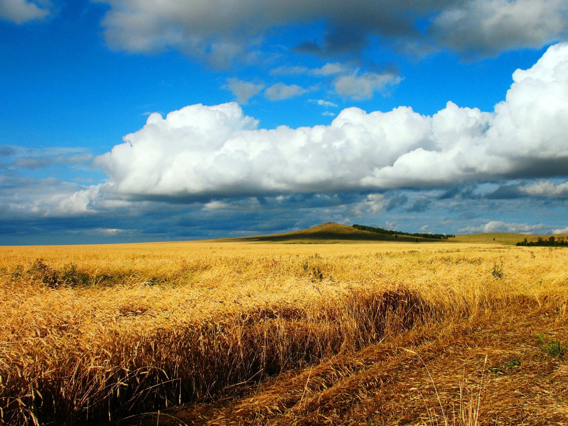 paysage blé paysage rural céréales champ ferme agriculture ciel maïs campagne récolte nature pâturage or pays soleil nuage paille beau temps