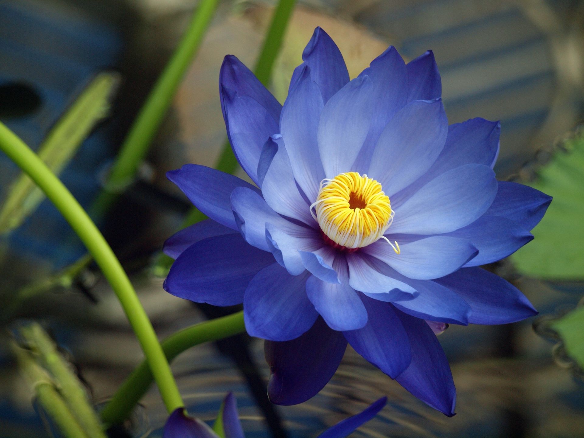 flowers flower nature flora leaf garden blooming petal summer pool