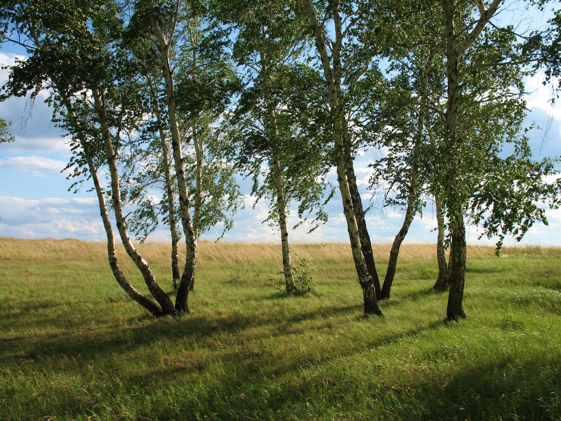 verano paisaje árbol hierba naturaleza al aire libre medio ambiente heno madera rural buen tiempo campo sol luz del día parque hoja flora país exuberante