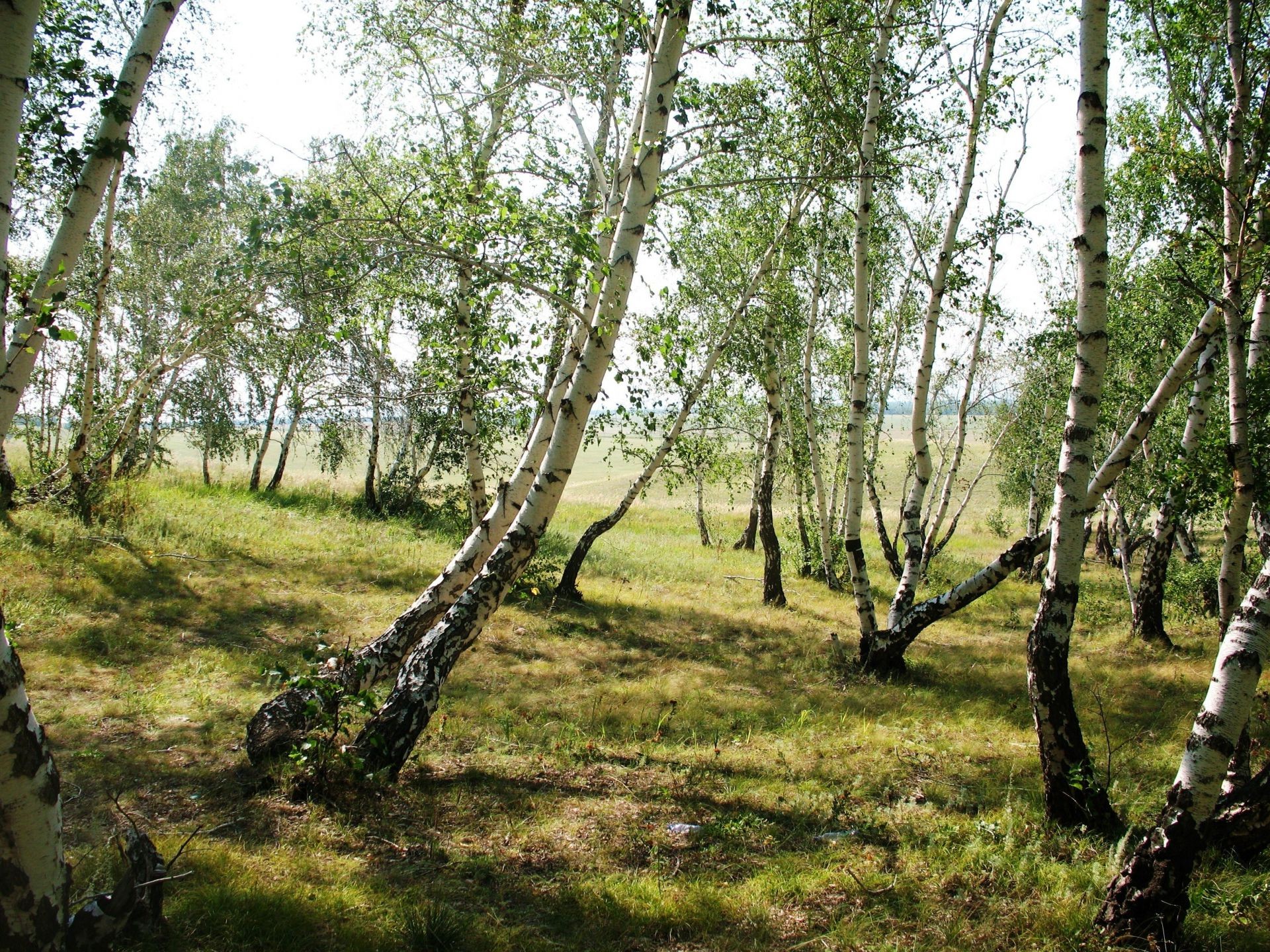 sommer holz natur holz landschaft blatt umwelt flora gras zweig im freien des ländlichen park wachstum jahreszeit gutes wetter kurvig stamm land