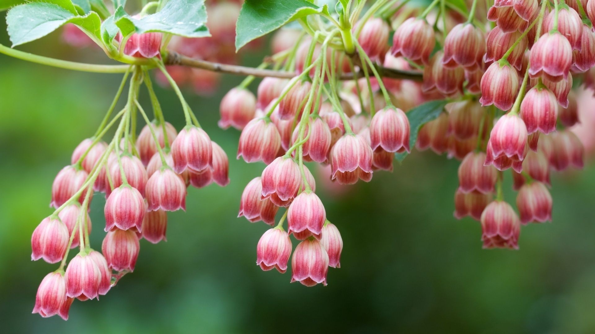 beeren natur garten blume im freien flora blatt sommer schließen hell hängen jahreszeit farbe