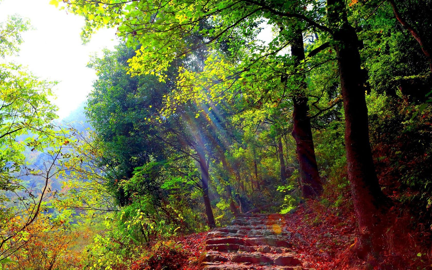 coucher du soleil et l aube bois feuille automne arbre nature paysage brouillard parc brouillard saison luxuriante scénique environnement paysages branche aube beau temps lumineux sauvage