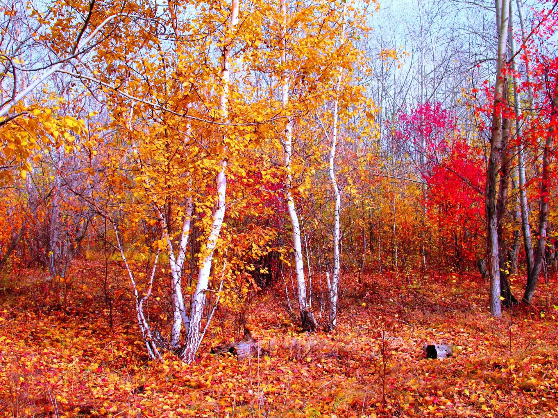 automne automne feuille bois saison arbre paysage parc branche nature érable or scène paysage changement beau temps lumineux sentier scénique environnement ruelle