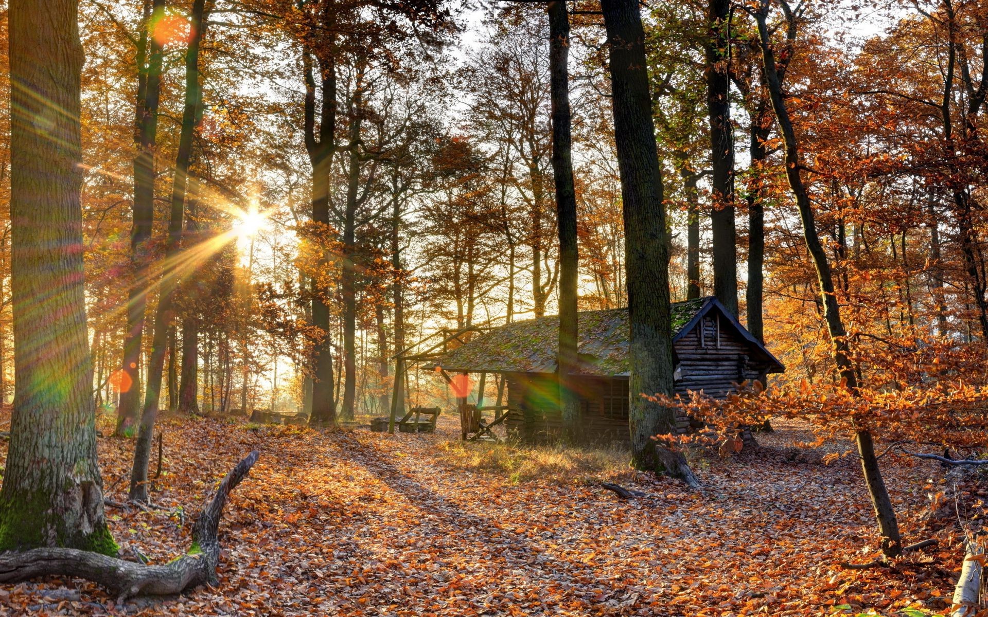 jesień jesień drewno drzewo liść sezon park natura krajobraz świt oddział przewodnik na zewnątrz wieś środowisko dobra pogoda wiejskie światło klon słońce