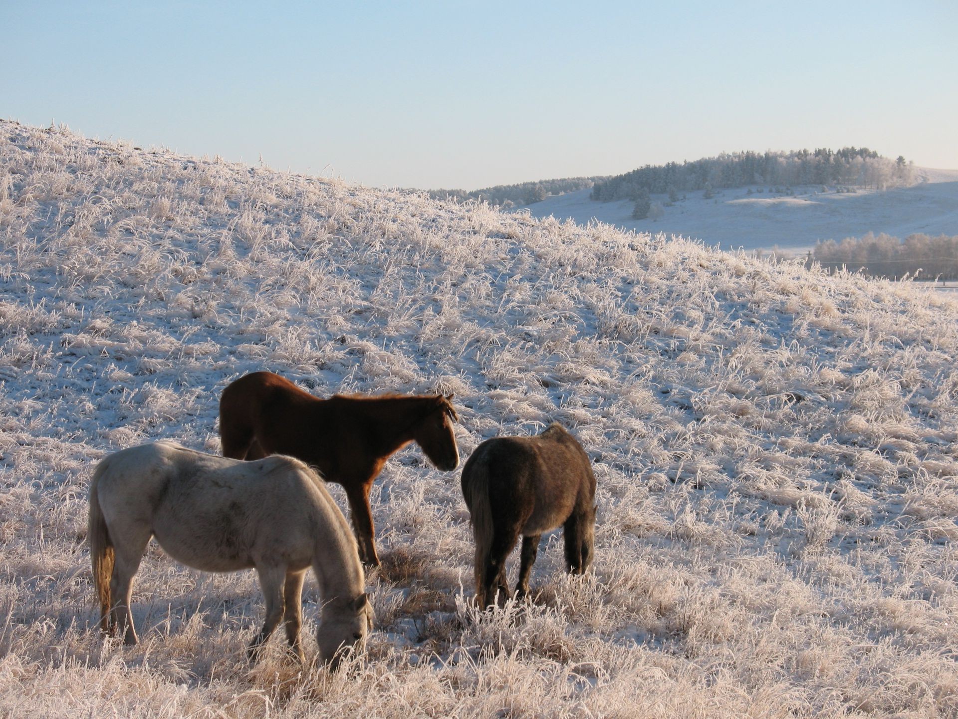 caballos al aire libre mamífero paisaje naturaleza caballería hierba pastizales vida silvestre