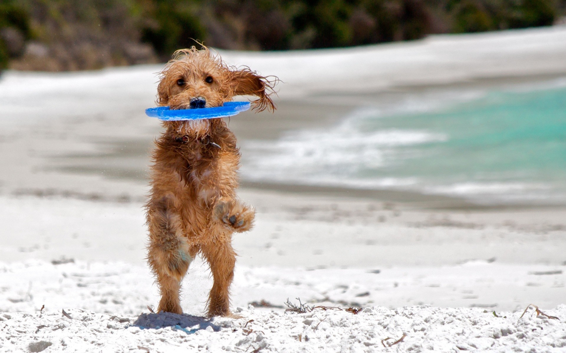 hunde niedlich hund wenig im freien natur wasser sommer tier lustig haustier fell freude junge nass sitzen