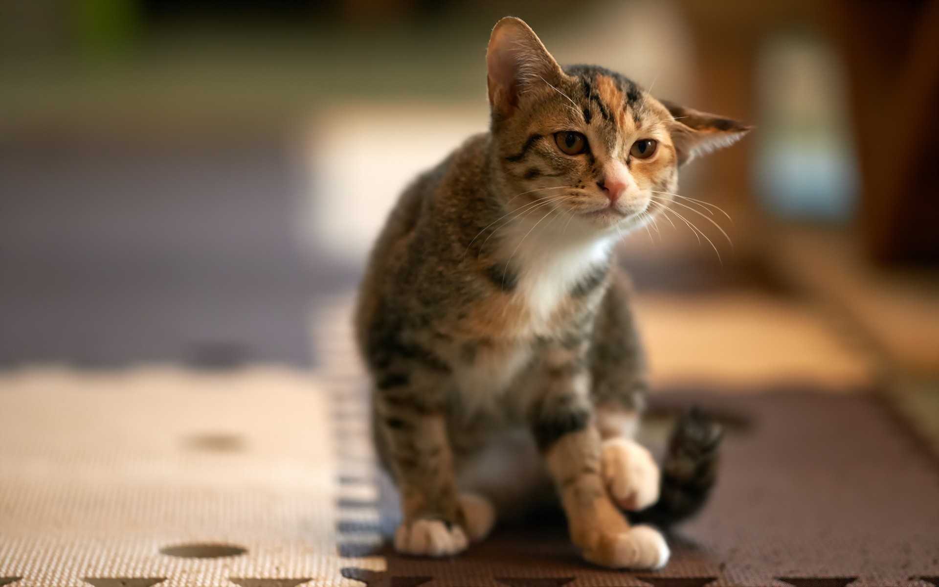 gatti gatto carino gattino mammifero animale domestico pelliccia occhio ritratto animale vista