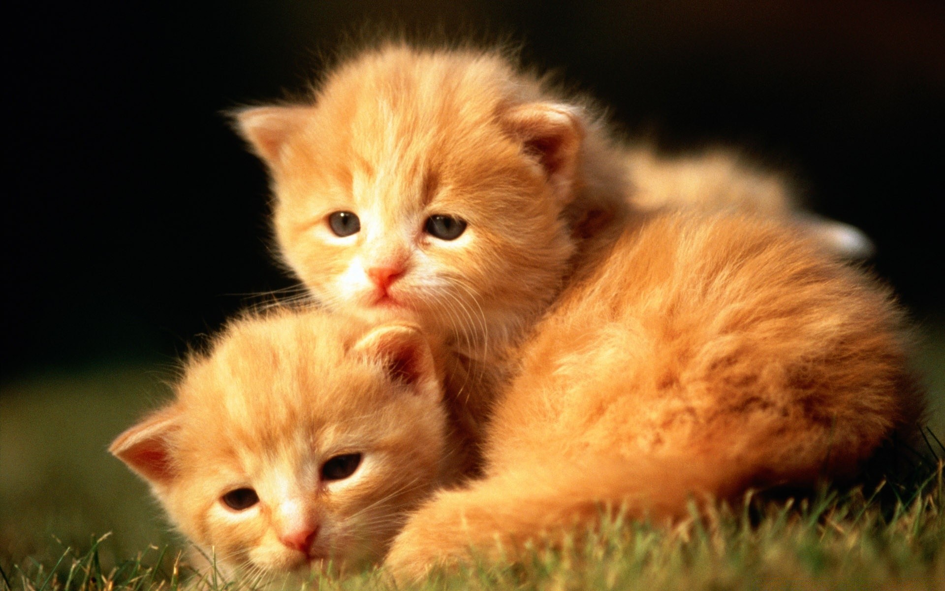 chats chat mignon fourrure chaton enfant oeil petit mammifère animal moustache animal drôlement jeune portrait