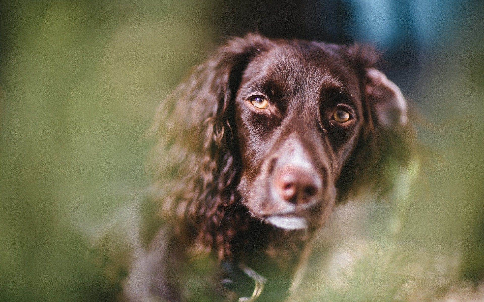 dogs dog mammal portrait cute animal canine grass nature young outdoors pet looking puppy one eye fur little