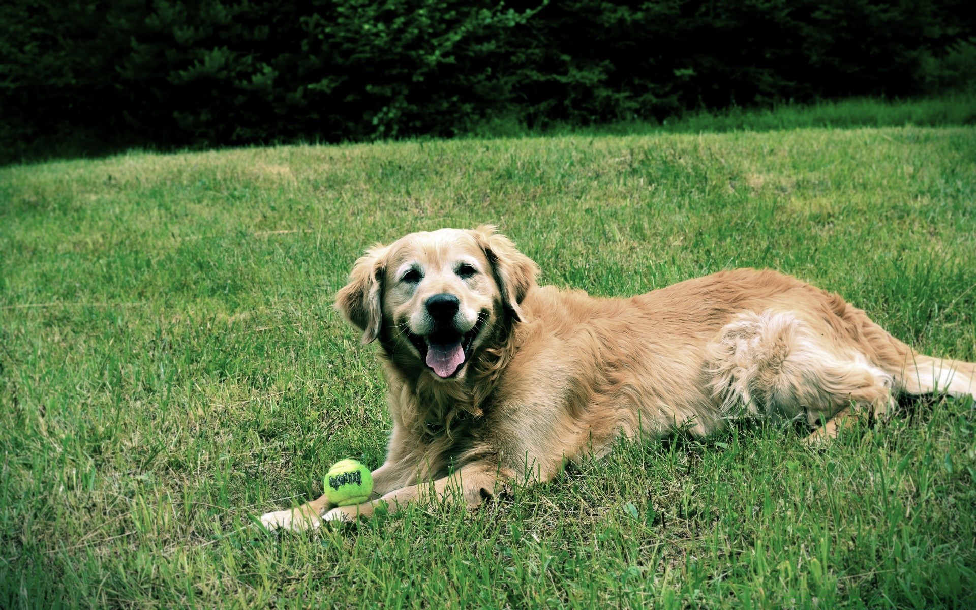 psy trawa pies pet retriever zwierzę kynolog ssak słodkie pole domowe rasa lato sianokosy szczeniak młody rodowód rasowy golden retriever