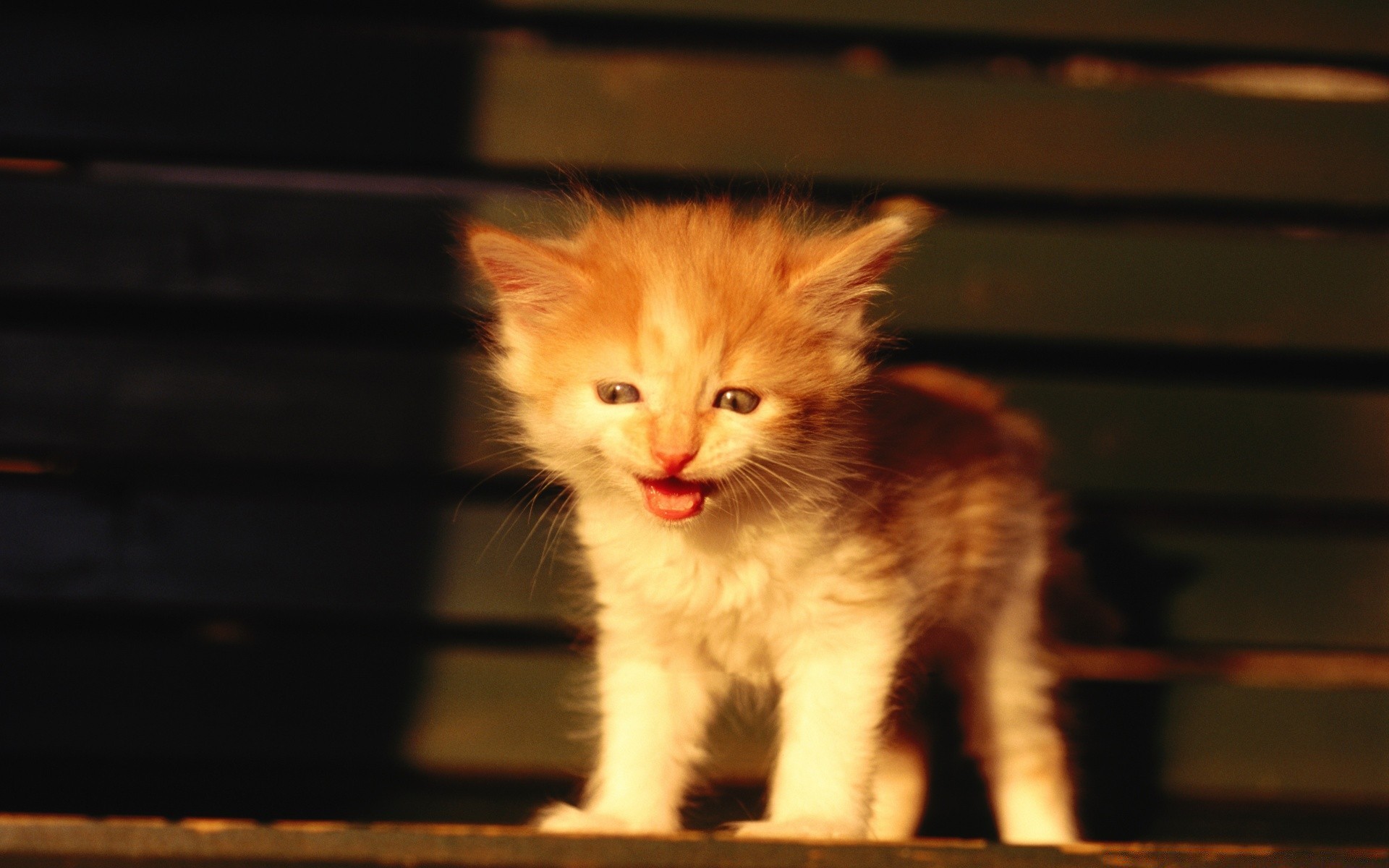 gatti gatto gattino pet mammifero ritratto carino animale pelliccia domestico singolo occhio