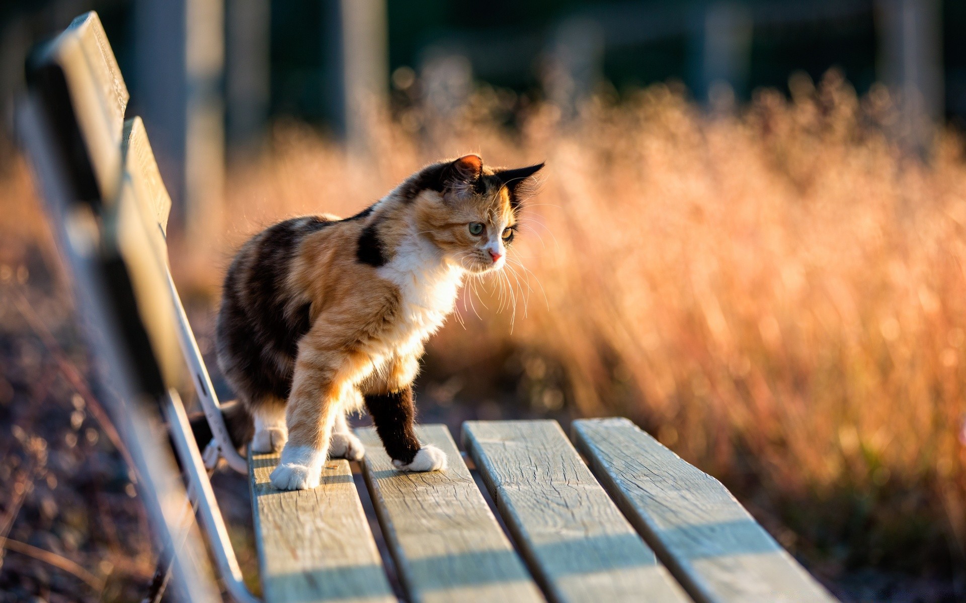 cats cat outdoors nature portrait animal pet mammal