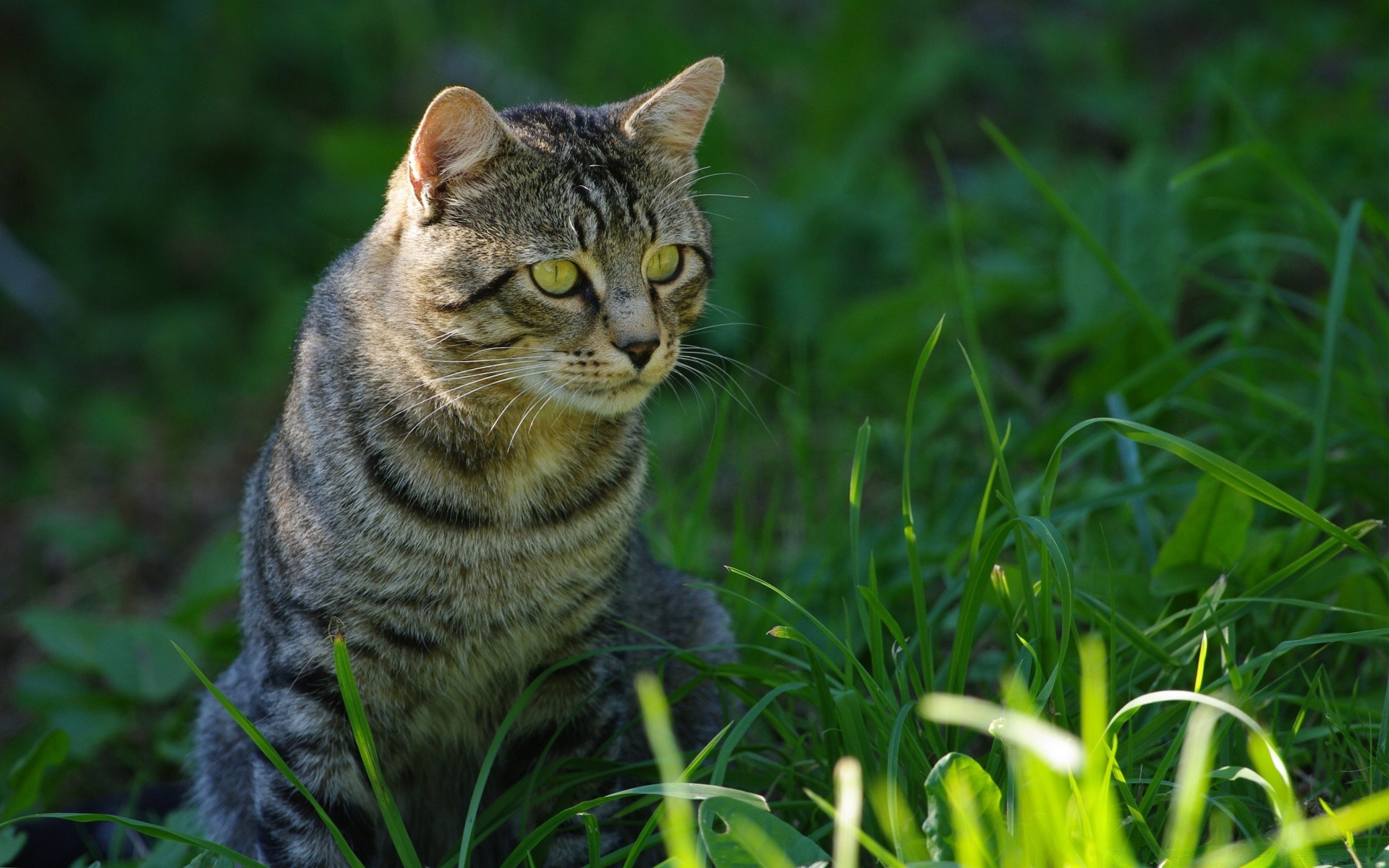 gatti natura erba animale carino gatto pelliccia ritratto occhio piccolo mammifero all aperto animale domestico selvaggio