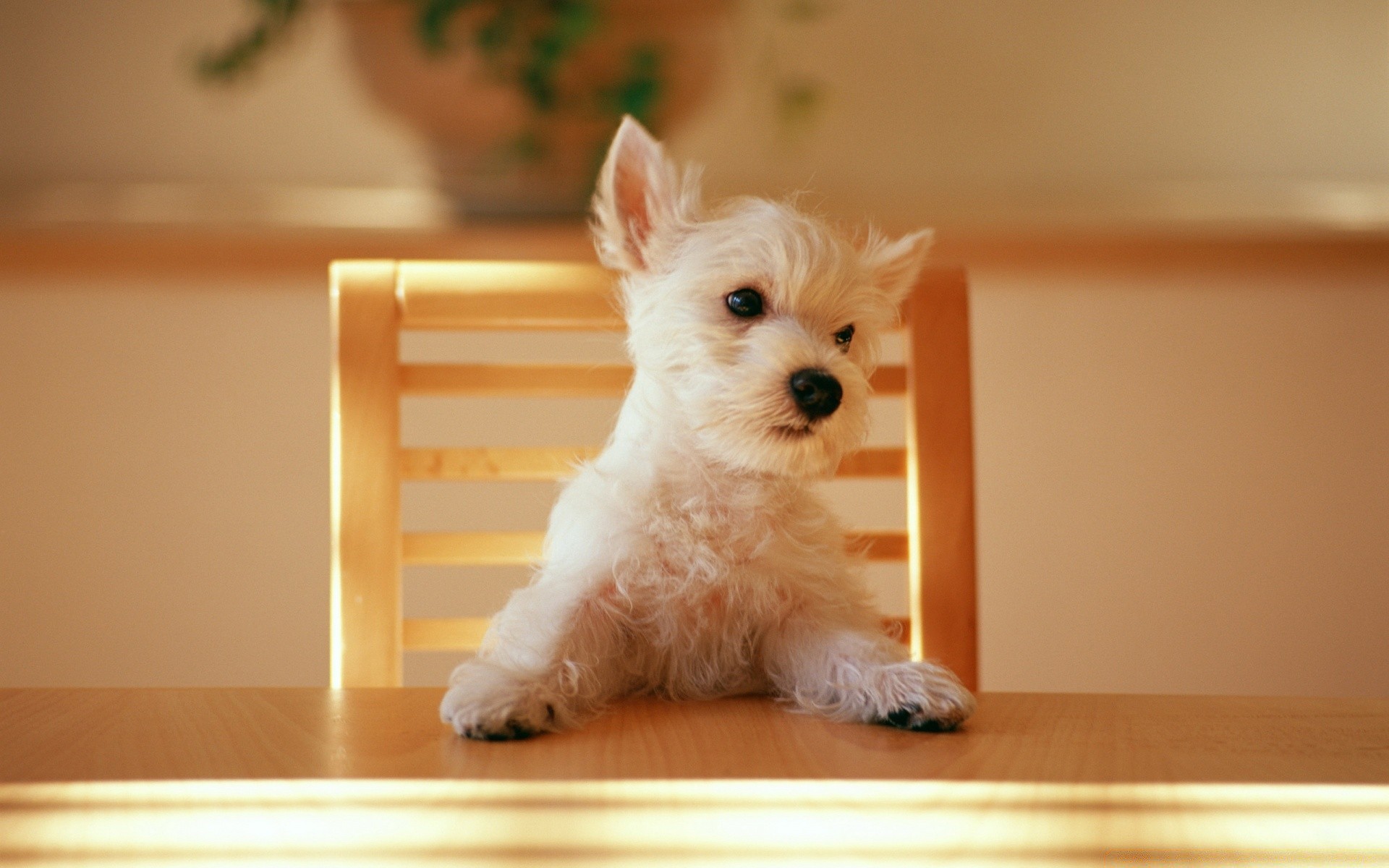 hund hund haustier niedlich hundespezialist welpe inländische säugetier drinnen sitzen porträt tier wenig