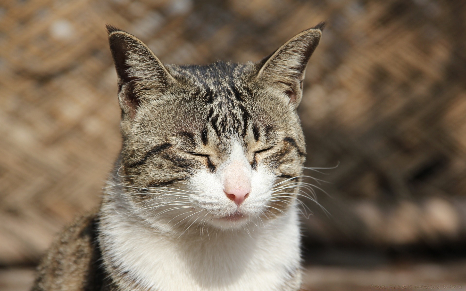 gatti carino animale natura pelliccia gatto occhio ritratto mammifero fauna selvatica selvaggio