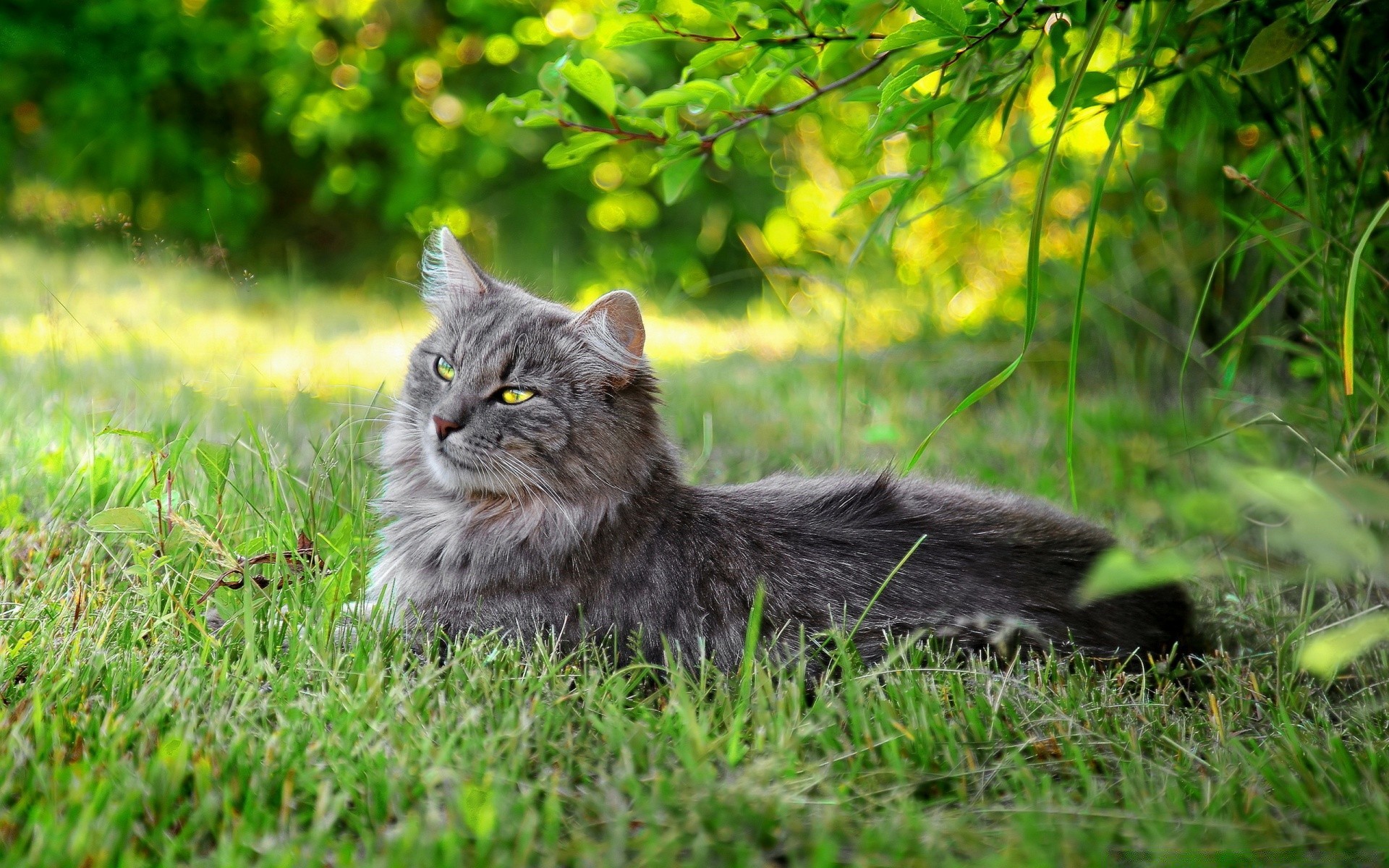 chat chat herbe nature animal mignon mammifère portrait domestique chaton animal de compagnie fourrure jeune oeil