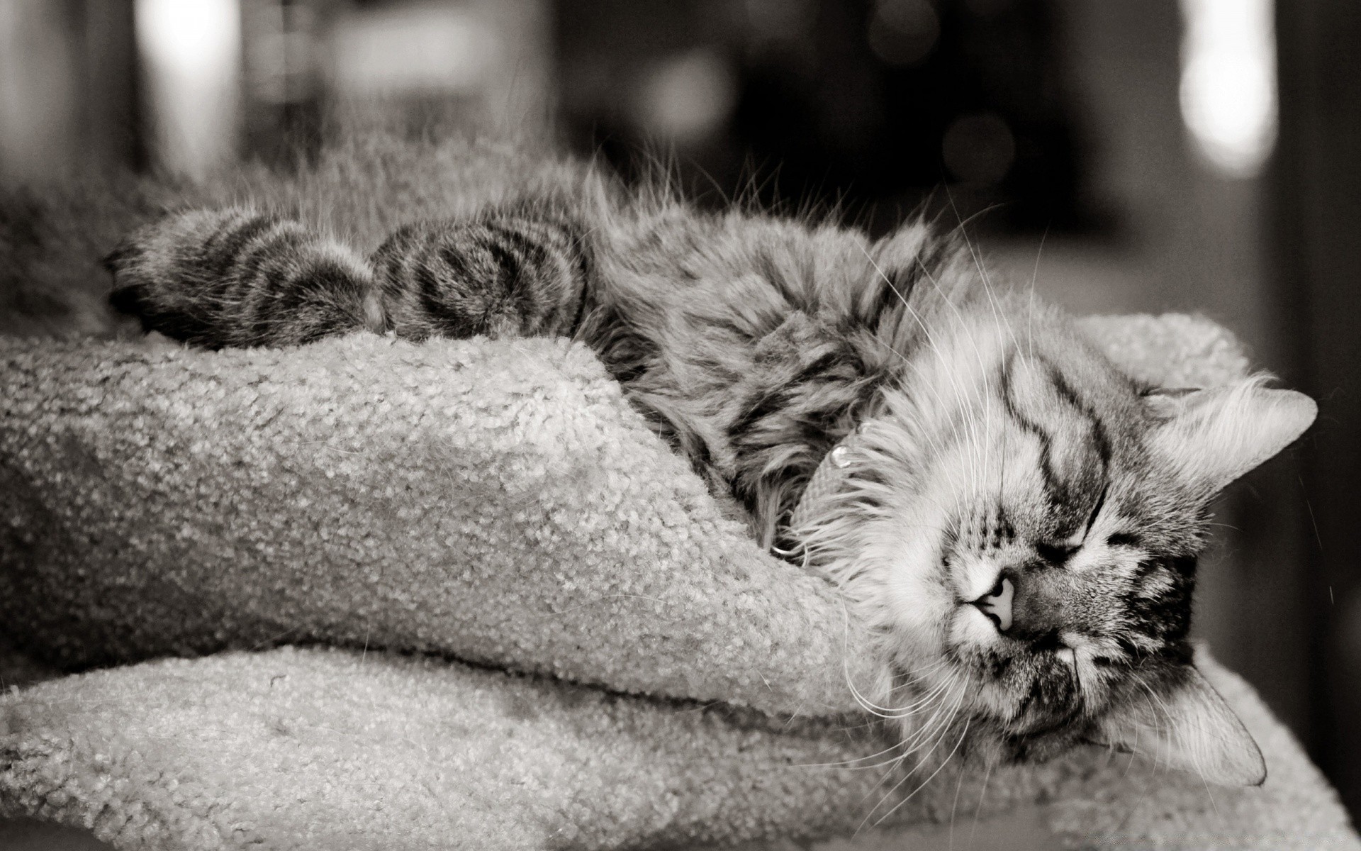 katze katze kätzchen schlaf haustier fell porträt tier säugetier monochrom flaumig niedlich tabby auge haar flauschig inländische ein natur