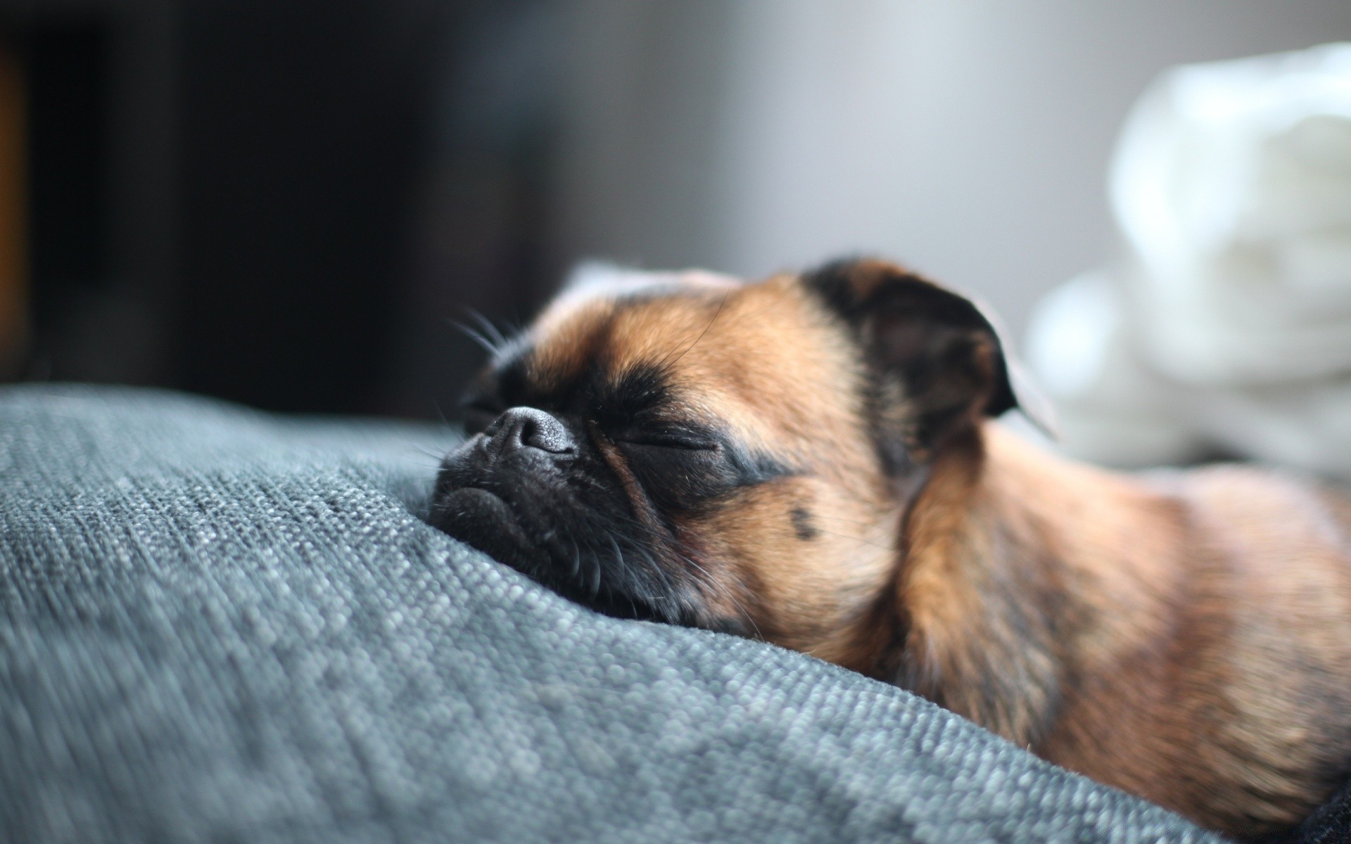 chien chien mignon animal mammifère animal chiot cynologue portrait peu sommeil fourrure aperçu oeil