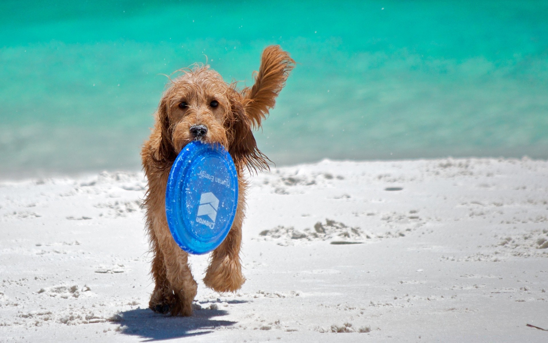 cani spiaggia cane carino acqua pet mare animale estate all aperto sabbia oceano ritratto vacanza giovane piccolo natura mare mammifero viaggi